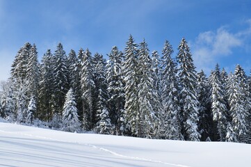 Winter landscape in Black Forest Germany - Winterlicher Schwarzwald