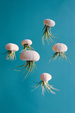 Air plants Tillandsias in sea urchin shells