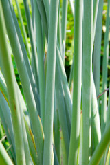 セイヨウフイリダンチク