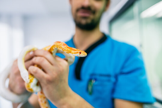 portrait of a veterinarian holding a snake