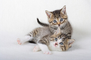 2匹の子猫 © Paylessimages