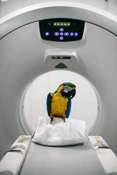 Macaw near tomography machine in clinic