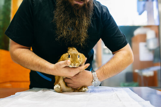 Crop veterinary checking paw of rabbit
