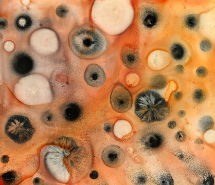 Orange and black animal print