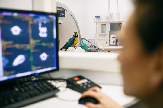 Macaw in CT room near computer lab
