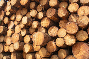 Silvicultura com punus