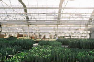 Tulip flowers in greenhouse flower shop