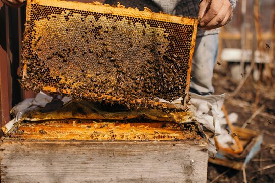 Frame with bees and honey