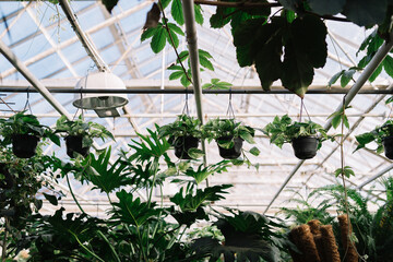 Greenhouse plants