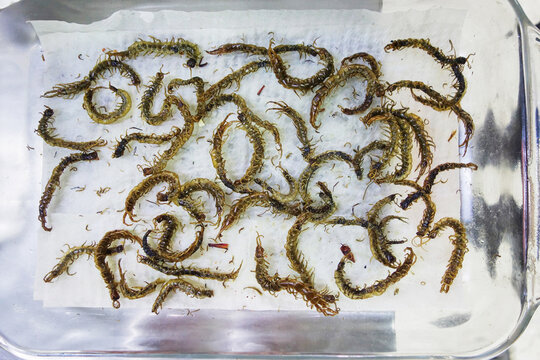 Edible insects at a Mexican exotic food market