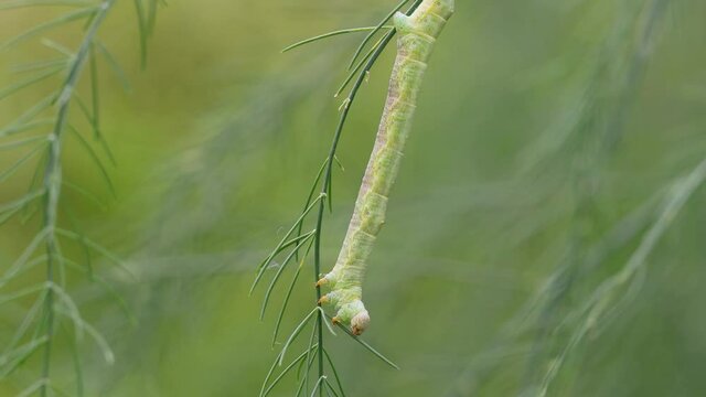 アスパラガスの葉を食べるシャクトリムシ　‐ inch worm‐