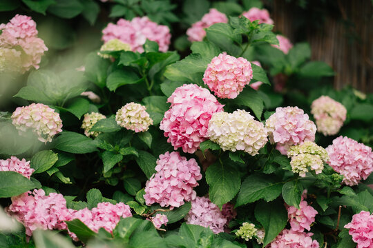 Pink hydrangea