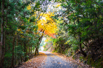 小谷城址の紅葉