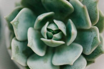 A succulent plant