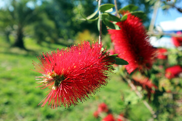 Blooming Bottlebrush Plant Callistemon citrinus. Red fluffy flower heads on the evergreen shrub close up.