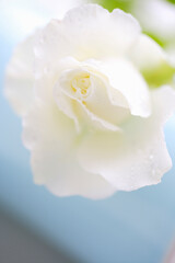 Obraz na płótnie Canvas 白いバラ