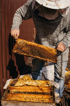 Beekeeper with frame of bees and honey