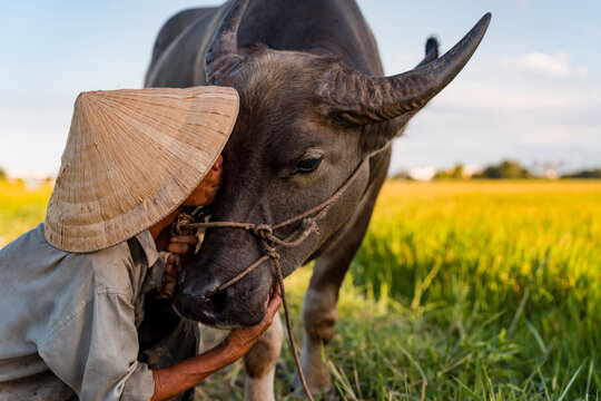 Vietnamese man with his buffalo in Nature. Vietnam.