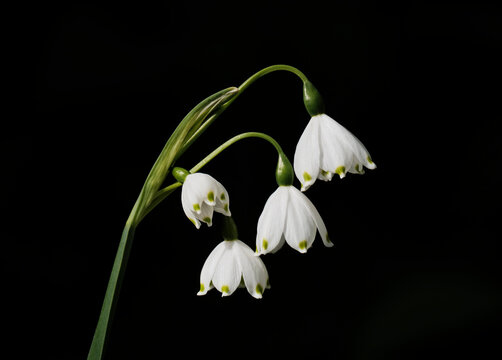 Spring Snowflake (Leucojum vernum) growing wild. Cumbria, UK.