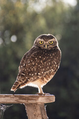 Little owl on abandoned house.