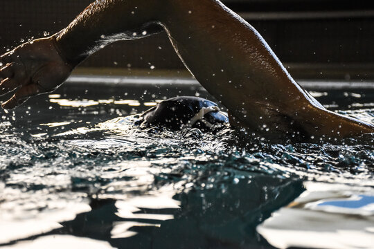 Unrecognizable man swimming front crawl in swimming pool. - Powered by Adobe