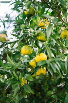 Close up of citrus fruits on branches