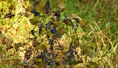 The wild vine with grapes in Wisconsin  state conservation area