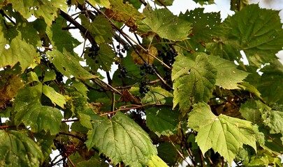 The wild vine with grapes in Wisconsin  state conservation area