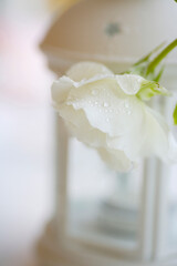 白いランプとバラ