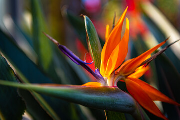 Bird-of-paradise is the name given to the exotic and exuberant birds that are distributed in Australia, New Guinea and Indonesia, but it is also one of the popular names of this plant, Estrel&iacute;cia.