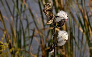 Common Milkweed- Asclepias syriaca .Natural scene from conservation area in Wisconsin
