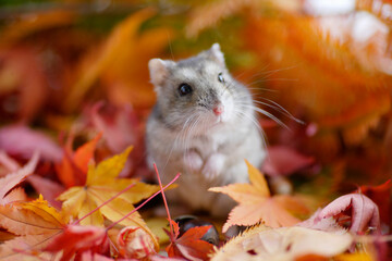 ハムスターの秋