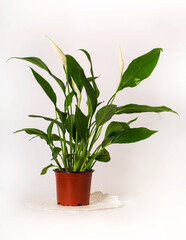 Fototapeta na wymiar Spathiphyllum plant in front of white background. Side view with copy space for your text. Studio shot. Spathiphyllum green houseplant with medium leaves