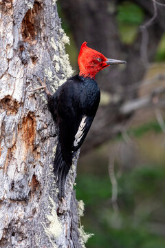 A woodpecker standing on a tree in Patagonia, Argentina