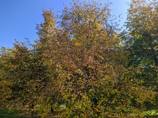 Fototapeta premium bright landscape of autumn forest at daytime