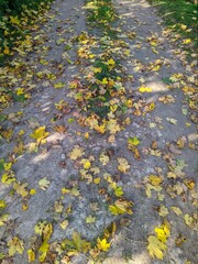 road in the village strewn with fallen autumn leaves