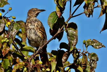 The brown thrasher is abundant throughout the eastern and central United States and southern and central Canada, and it is the only thrasher to live primarily east of the Rockies and central Texas.	
