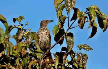 The brown thrasher is abundant throughout the eastern and central United States and southern and central Canada, and it is the only thrasher to live primarily east of the Rockies and central Texas.	
