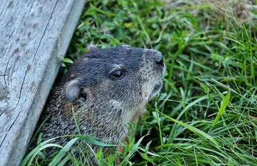 
The Groundhog on wildlife and conservation area	
