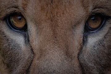 eyes of the lion