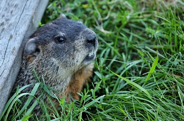 
The Groundhog on wildlife and conservation area	