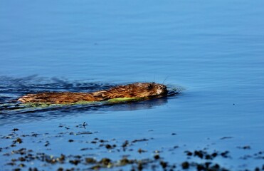 The muskrat, the only species in genus Ondatra is a medium-sized rodent native to North America and an species in parts of Europe, Asia, and South America. The muskrat is found in wetlands over.	
