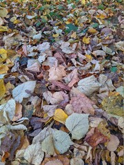 Colorful background of fallen autumn leaves in the daytime at forest