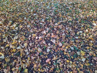 Colorful background of fallen autumn leaves in the daytime at forest