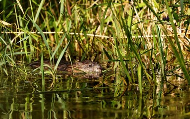Fototapeta premium The muskrat, the only species in genus Ondatra is a medium-sized rodent native to North America and an species in parts of Europe, Asia, and South America. The muskrat is found in wetlands over. 