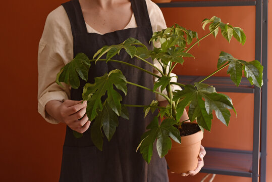 Woman holding a plant