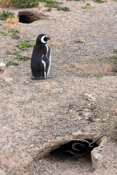 Magellanic Penguin colony