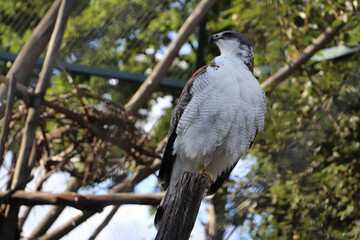 agila en cautiverio