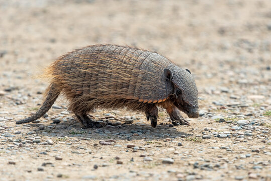 A wild armadillo found in Puerto Madryn