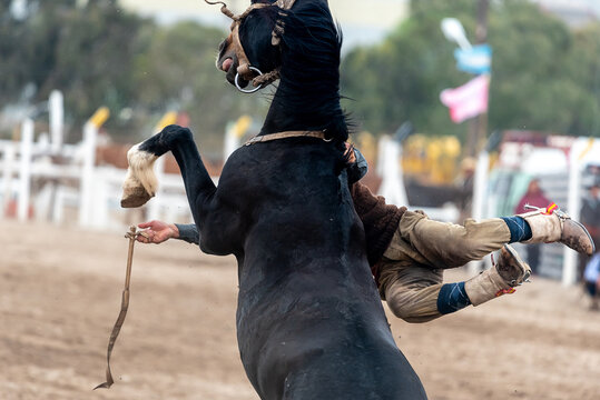 Bucking horse in a gaucho Rodeo